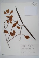 酸藤藏品圖，第1張