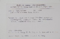 酸藤藏品圖，第2張