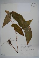 圓果秋海棠藏品圖，第1張