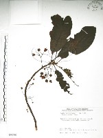 水冬瓜藏品圖，第1張