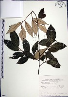 紅皮、葉下白、赤仔尾藏品圖，第1張