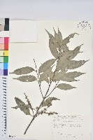 烏來柯、楒、淋漓藏品圖，第1張