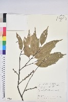 鋸葉長尾栲、白校欑藏品圖，第1張