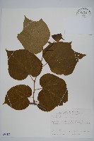 華八角楓藏品圖，第1張