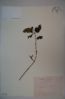 無梗忍冬藏品圖，第1張