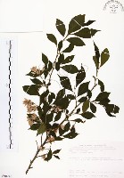 烏皮九芎、奮起湖野茉莉藏品圖，第1張