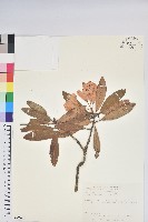 臺灣杜鵑藏品圖，第1張