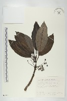 薄葉虎皮楠藏品圖，第1張