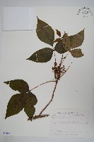 臺灣藤漆藏品圖，第1張