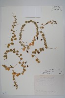 普刺特草藏品圖，第1張