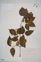 呂宋莢迷藏品圖，第1張