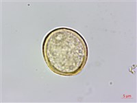 山油麻藏品圖，第1張