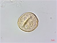 山油麻藏品圖，第2張