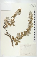 小葉胡頹子藏品圖，第1張