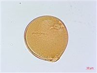 小葉胡頹子藏品圖，第4張