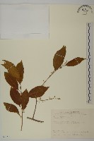 南華南蛇藤，青江藤藏品圖，第1張