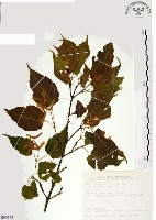 尖葉槭藏品圖，第1張