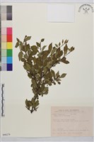 小葉鼠李藏品圖，第1張