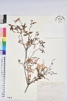 細葉杜鵑、南湖杜鵑、志佳陽杜鵑藏品圖，第1張