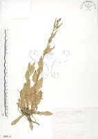 裂葉月見草藏品圖，第1張