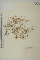 瓜槌草、漆姑草藏品圖，第1張