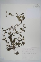 臺灣附地草藏品圖，第1張