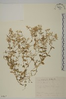 卷耳藏品圖，第1張