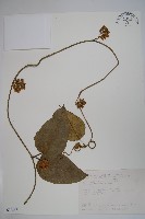 臺灣牛嬭菜藏品圖，第1張