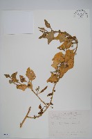 番杏藏品圖，第1張