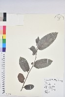 錫蘭饅頭果，香港饅頭果，大葉饅頭果，香港算盤子藏品圖，第1張