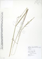 吳氏雀稗藏品圖，第1張