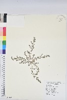 伏生大戟藏品圖，第1張