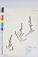 千根草藏品圖，第1張