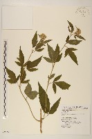 台灣澤蘭藏品圖，第1張