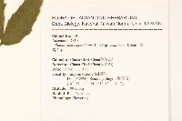 台灣澤蘭藏品圖，第2張