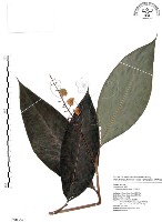 山月桃藏品圖，第1張