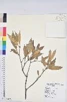 赤皮、赤皮椆藏品圖，第1張