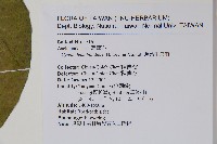 薄葉牛皮消藏品圖，第2張