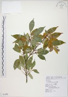 樟葉槭, 飛蛾子樹藏品圖，第1張