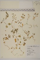 繁縷藏品圖，第1張