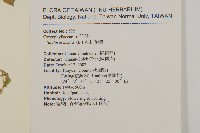 繁縷藏品圖，第2張