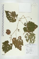 青牛膽藏品圖，第1張