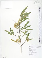 車桑子藏品圖，第1張