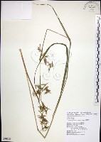 扭鞘香茅藏品圖，第1張