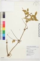 繡球藤藏品圖，第1張