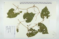 青牛膽藏品圖，第1張