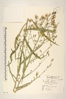 鵝仔草藏品圖，第1張