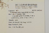 地膽草、毛蓮菜藏品圖，第2張