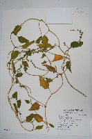 落葵藏品圖，第1張