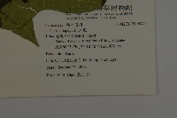 番木瓜藏品圖，第2張